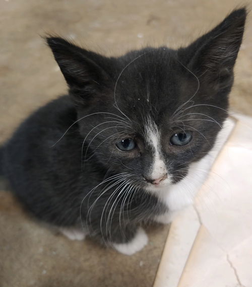 Rosie