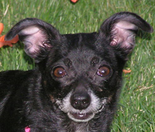 MIMI