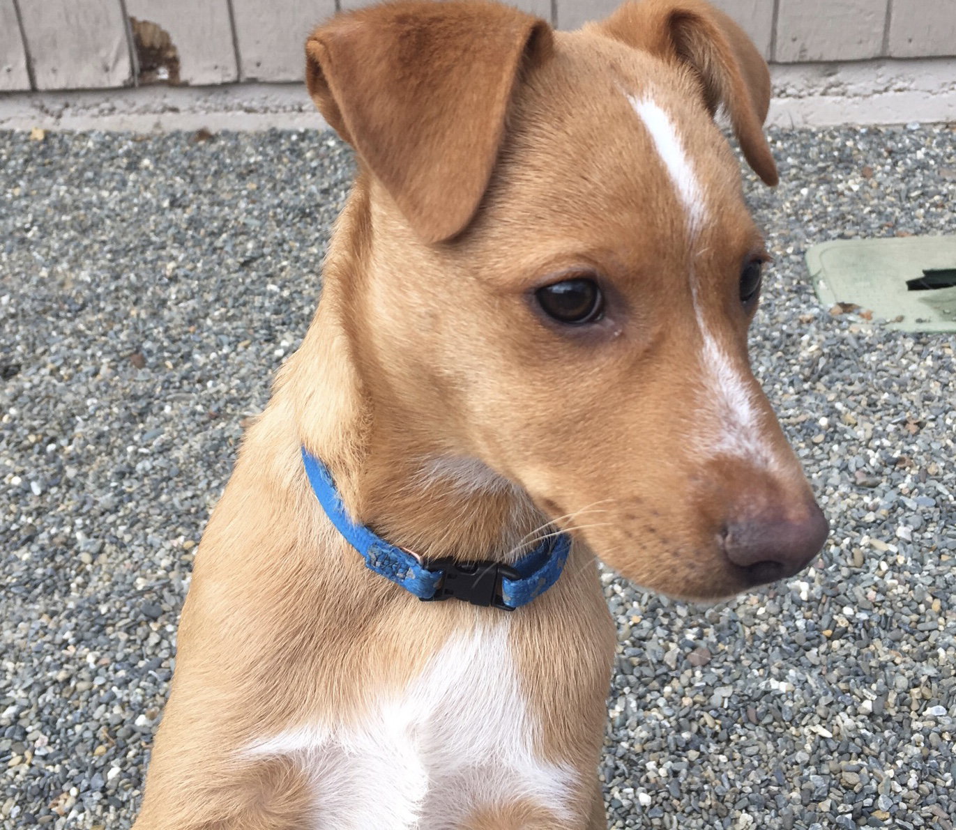 Dog for Adoption Peanut Butter, a Queensland Heeler in Shasta County