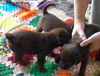 PUPPIES