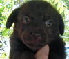 PUPPIES