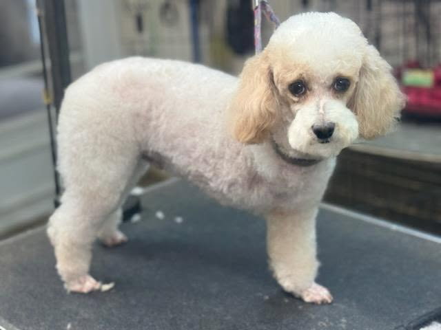 Poodle