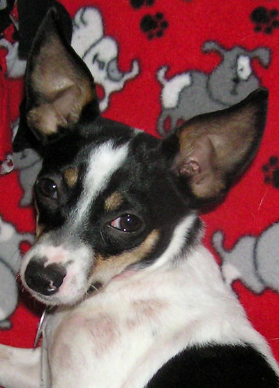 POPPY