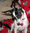 POPPY