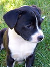 BOSTON MIX FEMALE