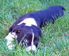 BOSTON MIX FEMALE