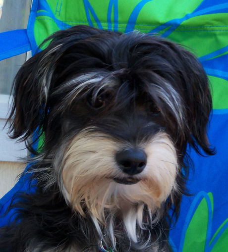 MURPHY/designer pup!