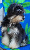 MURPHY/designer pup!