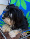 MURPHY/designer pup!