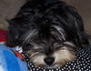 MURPHY/designer pup!