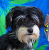 MURPHY/designer pup!