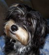MURPHY/designer pup!