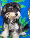 MURPHY/designer pup!