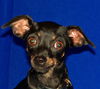 PRISSY/tiny!