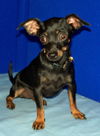 PRISSY/tiny!