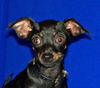 PRISSY/tiny!