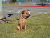 Mollie