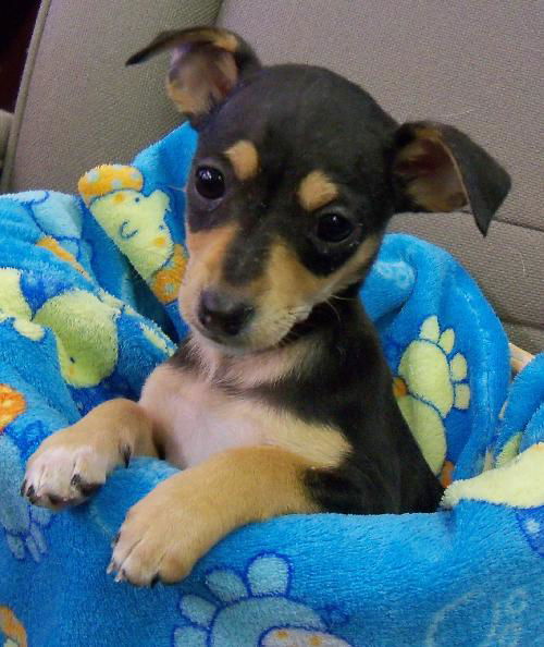 MIN PIN CHI PUP GIRLS