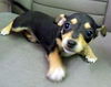 MIN PIN CHI PUP GIRLS