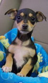 MIN PIN CHI PUP GIRLS