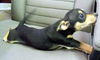 MIN PIN CHI PUP GIRLS