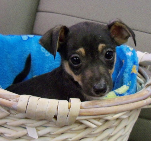 MIN PIN CHI PUP BOYS