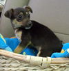 MIN PIN CHI PUP BOYS