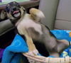 MIN PIN CHI PUP BOYS