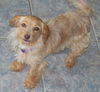 Sandy/wire haired doxie mix