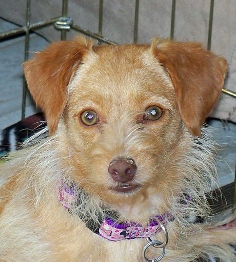 Sandy/wire haired doxie mix