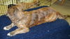 Tiger Lily/Brindle