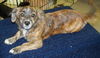 Tiger Lily/Brindle