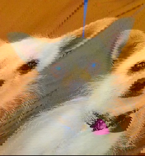 Rufus