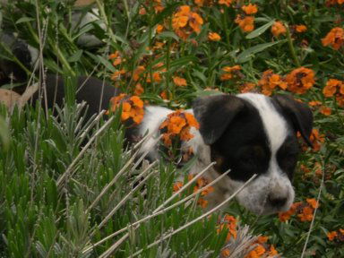 PUPPIES/ 8 wks.
