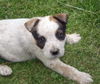 PUPPIES/ 8 wks.