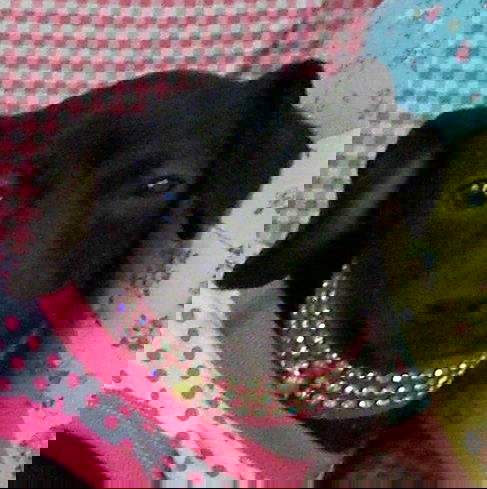 Pinky
