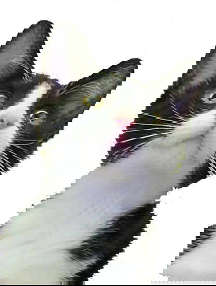 Kitten