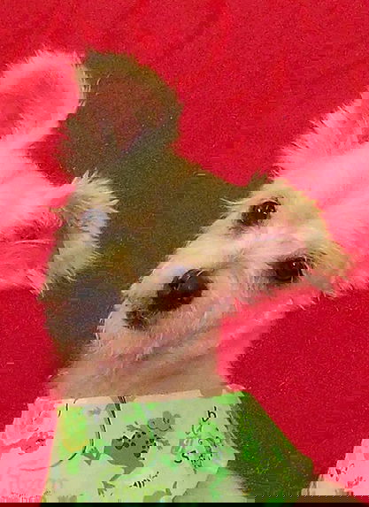 Pip