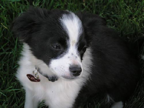PIPPIN