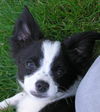 PIPPIN