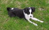 PIPPIN