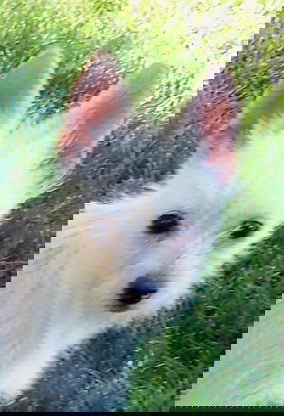 Gracie