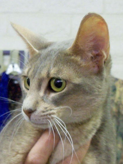 Blue Abyssinian