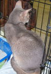 Blue Abyssinian