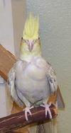 Cockatiels