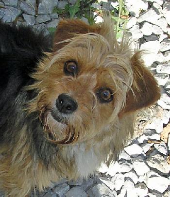 MERRI/adoption pending!