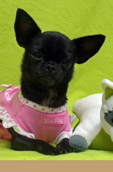 Angel/3.5 lbs.