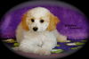 Bichon/Havanese puppies