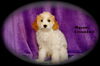 Bichon/Havanese puppies