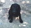 Mikey AKC